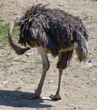 ostrich